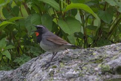Calliope pectoralis