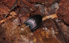 Pterostichus stygicus