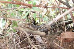 Paleosuchus trigonatus