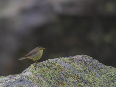 Phylloscopus affinis