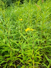Solidago gigantea