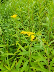 Solidago gigantea