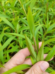 Solidago gigantea