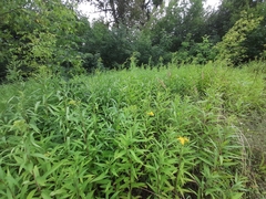Solidago gigantea