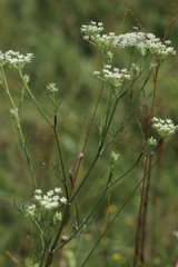 Kitagawia baicalensis