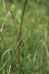 Kitagawia baicalensis