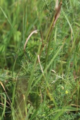 Kitagawia baicalensis