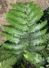 Cyathea horrida