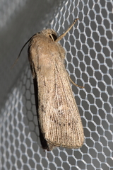Leucania obsoleta