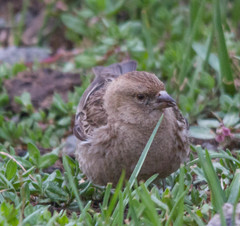 Leucosticte nemoricola