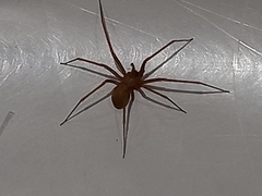 Loxosceles rufescens