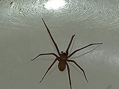 Loxosceles rufescens