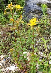 Hypericum elodeoides