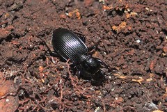Pterostichus stygicus