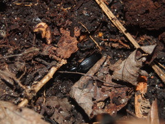 Pterostichus stygicus