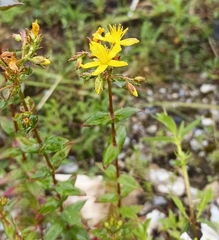 Hypericum elodeoides