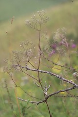 Gypsophila altissima