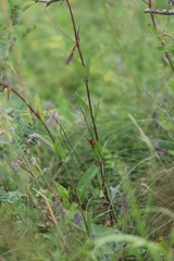 Gypsophila altissima