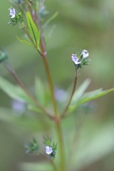 Amethystea caerulea