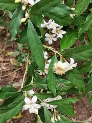 Mitriostigma axillare