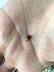 Harmonia axyridis