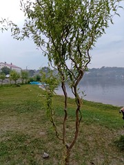 Salix babylonica tortuosa