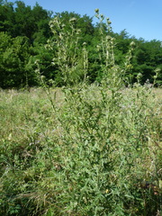 Cirsium vulgare vulgare