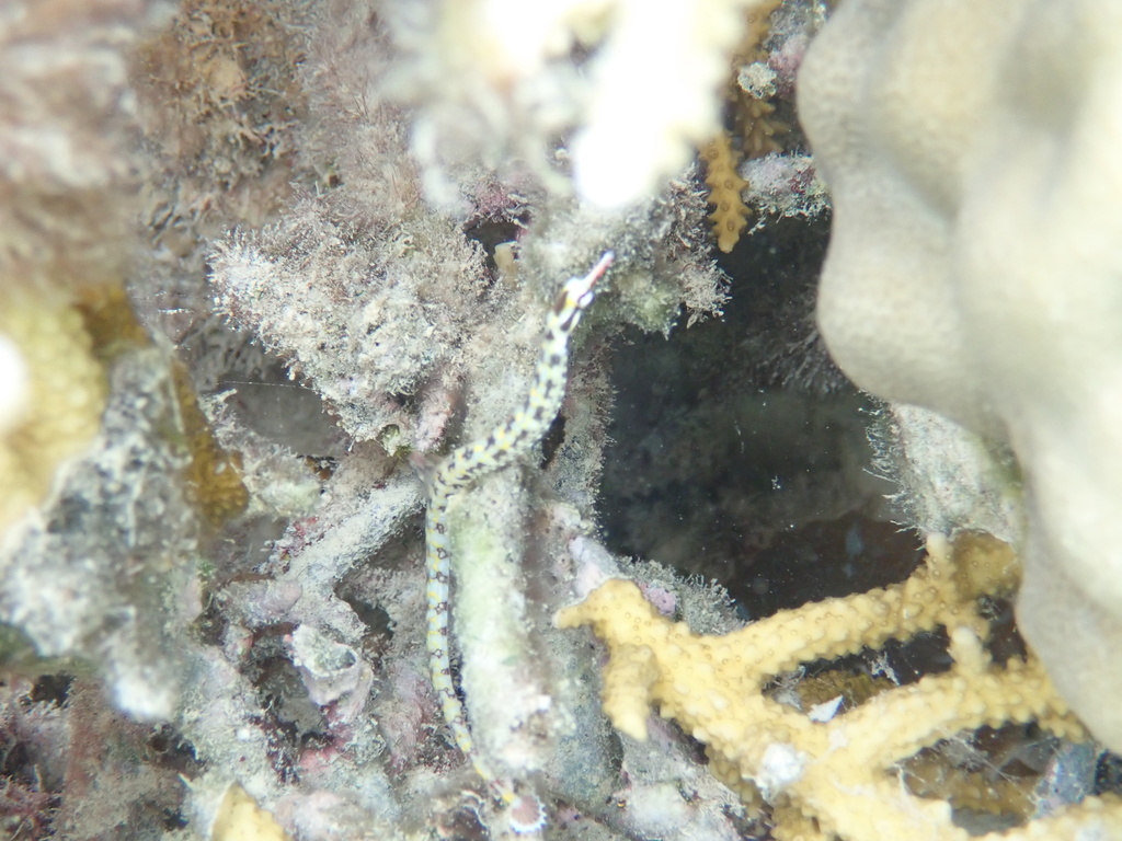 Reticulate Pipefish
