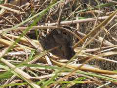 Hipparchia statilinus