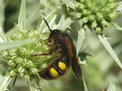 Scolia hortorum