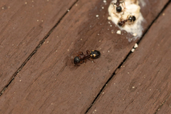 Dolichoderus sibiricus