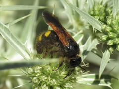 Scolia hortorum