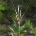 Porcupine Needlegrass - Photo (c) Michael J. Papay, some rights reserved (CC BY), uploaded by Michael J. Papay
