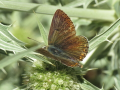 Aricia montensis