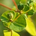 Euphorbia stricta - Photo (c) Еlena,  זכויות יוצרים חלקיות (CC BY-NC), הועלה על ידי Еlena