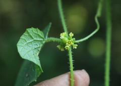 Cucumis ritchiei