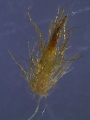 Ulota lutea