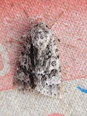 Acronicta impressa