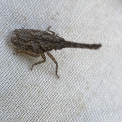 Amyclinae