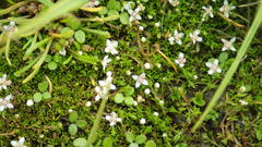Crassula sinclairii