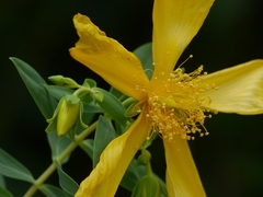 Hypericum mysurense