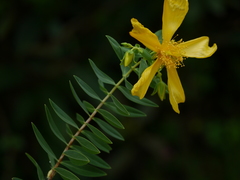 Hypericum mysurense