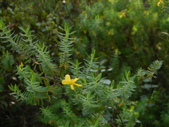 Hypericum mysurense