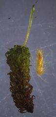 Ulota lutea