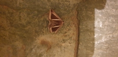 Chalciope alcyona
