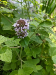 Mentha aquatica