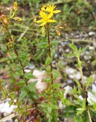 Hypericum elodeoides