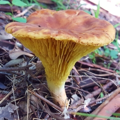 Phylloporus clelandii