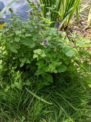 Mentha aquatica
