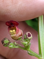 Scrophularia auriculata